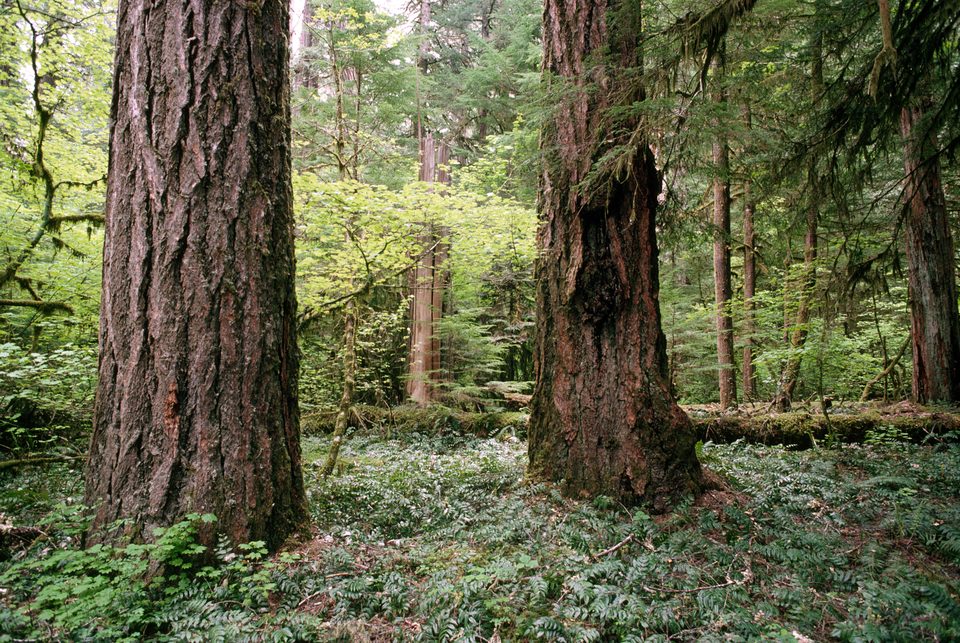 Two massive furrowed trunks of old-growth Douglas firs stand in a green forest with a carpet of ferns and low plants.